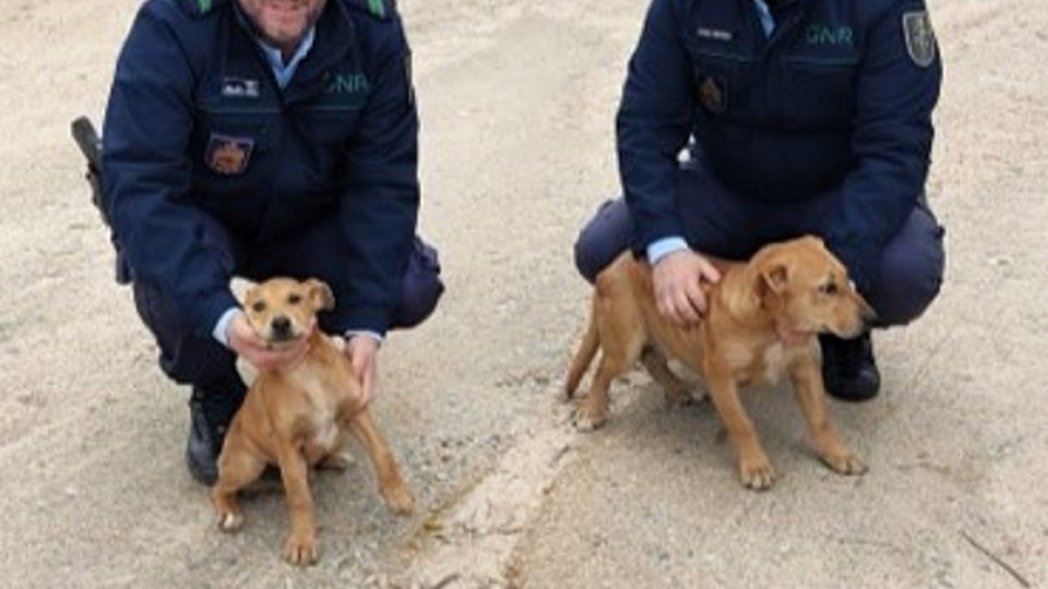 Penamacor. Após denúncia, cachorros são resgatados na berma da estrada