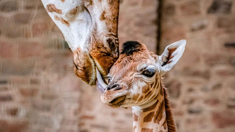 Girafa dá à luz em zoo do Reino Unido. Há imagens (e são emocionantes)