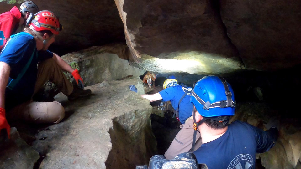 Cão fica preso em gruta após perseguir guaxinim. Veja o vídeo do resgate
