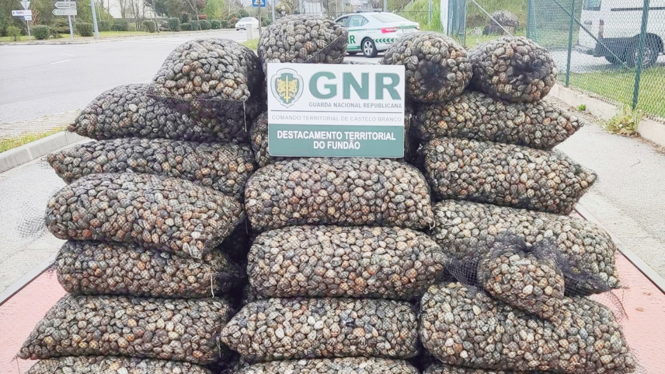 GNR apreende quase duas toneladas de amêijoa-japonesa no Fundão