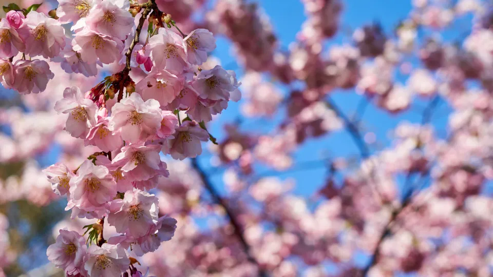 A primavera está aí... E a temperatura como vai estar? A previsão do IPMA