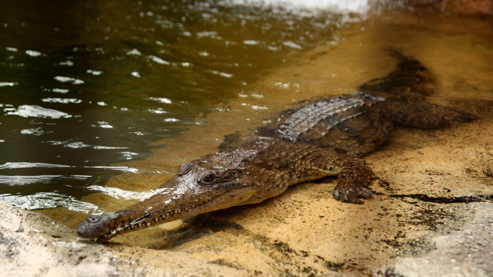 Cliente do dia? Crocodilo entra em estação de serviço na Austrália
