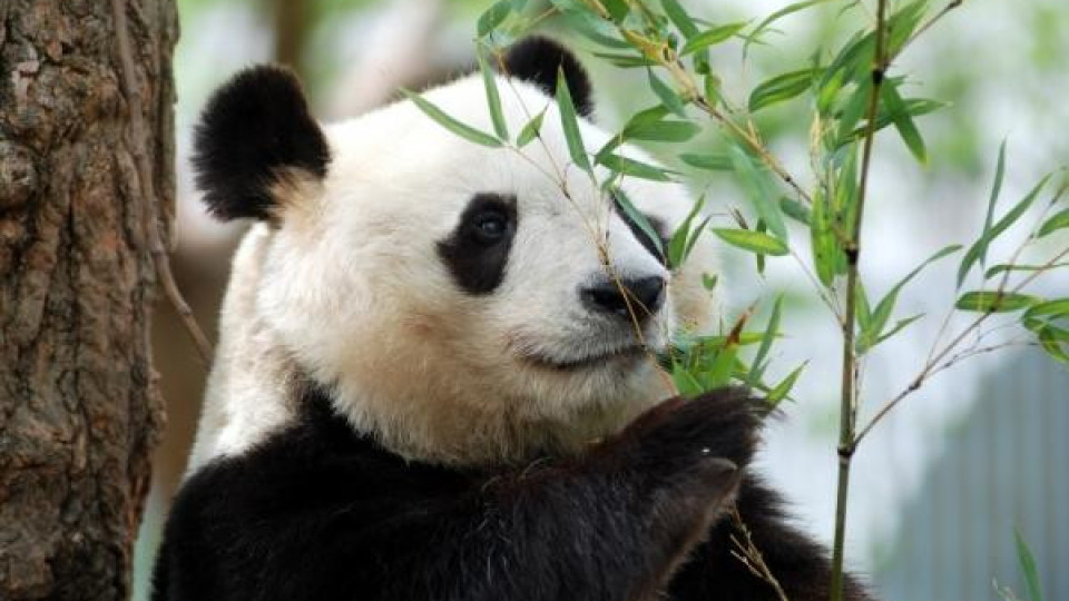 Morreu Tan Tan, a panda mais velha do Japão. Tinha 28 anos