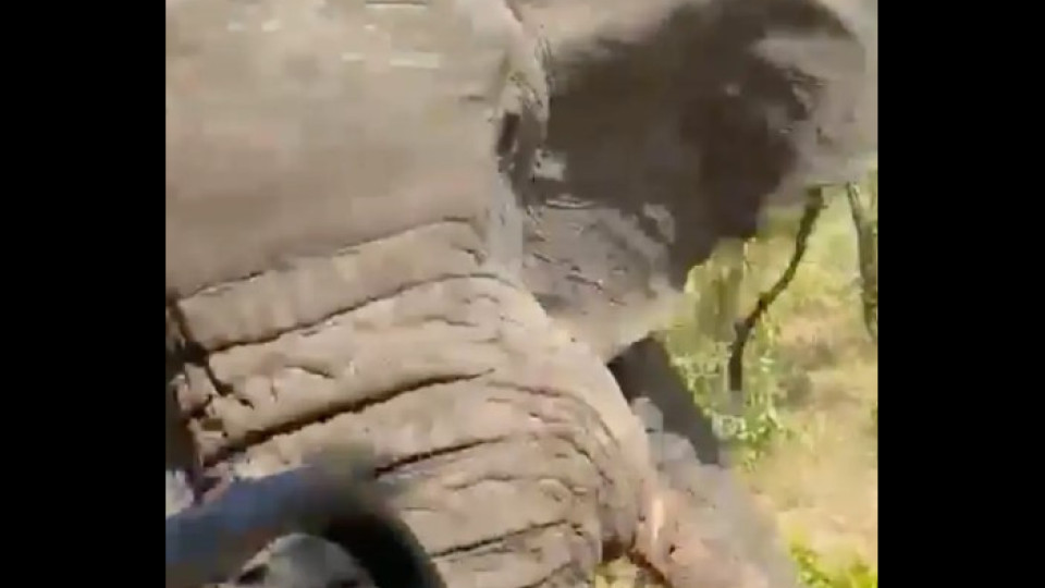 Elefante mata turista e fere cinco durante safári. Vídeo captou ataque 