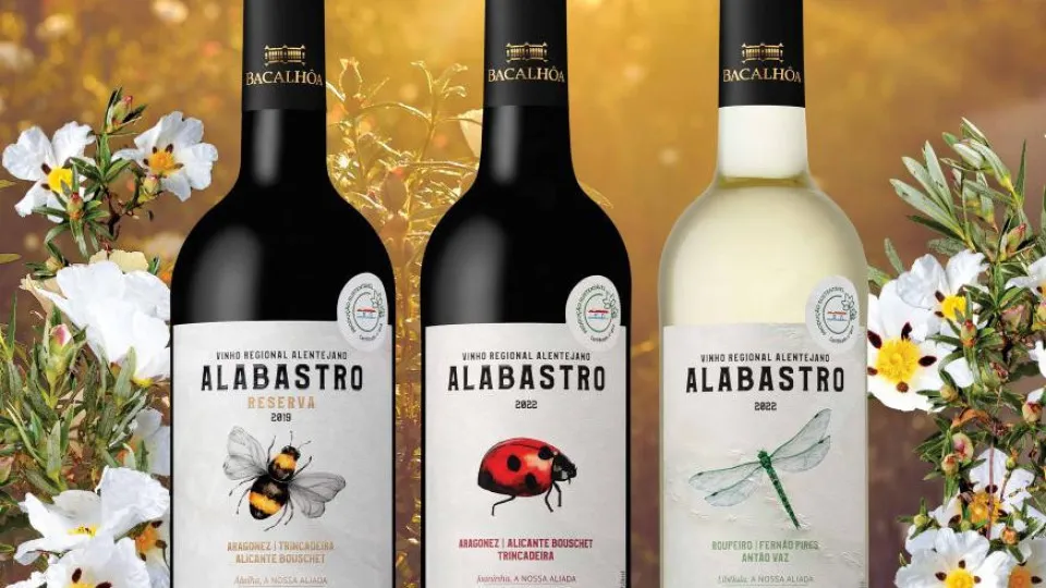 Vinhos Alabastro conquistam certificação de produção sustentável