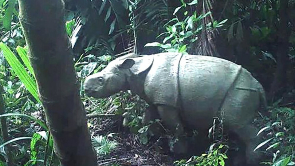 Rinoceronte jovem de espécie rara avistado na Indonésia
