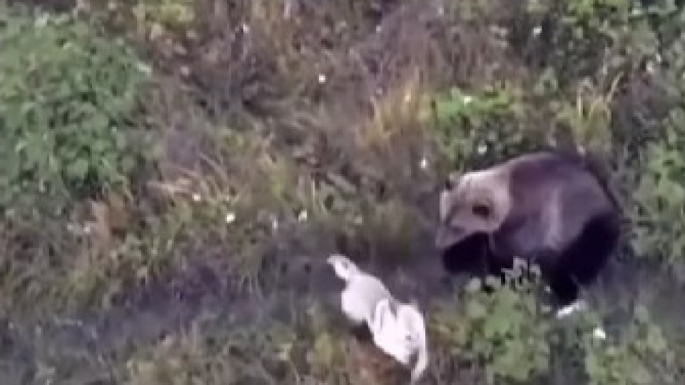 Usam drone para encontrar cão. Husky brincava com família de ursos