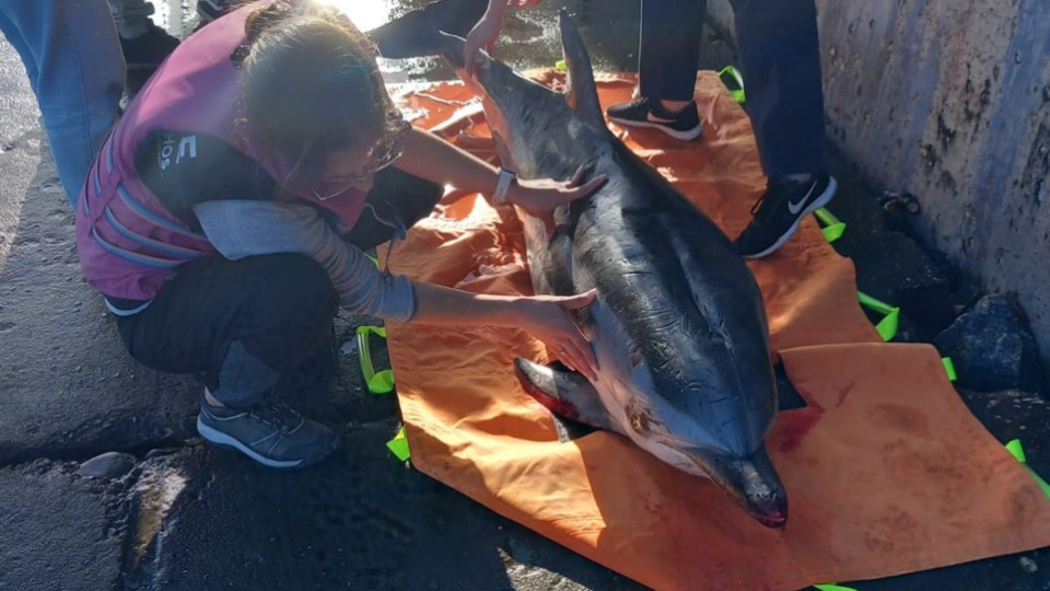 Golfinho "gravemente ferido" resgatado no molhe da Barra de Aveiro