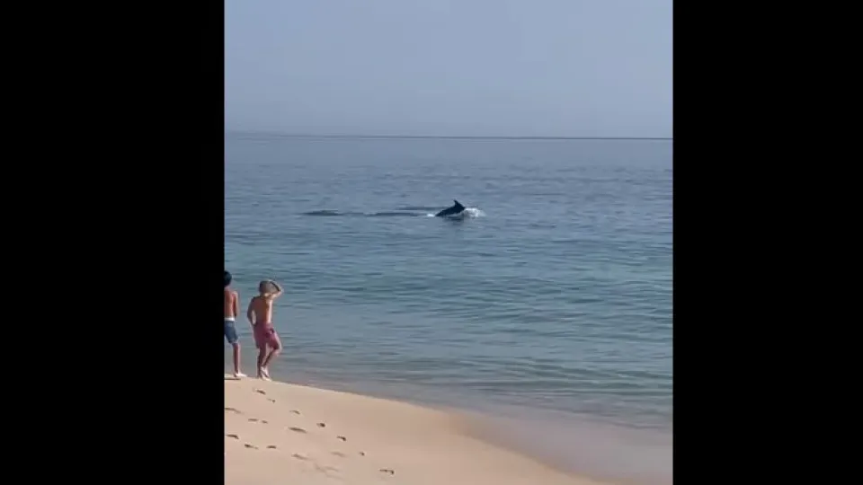 Golfinhos nadam junto a praia de Tróia. Crianças ficaram deslumbradas