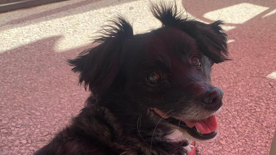Conheça Matias, o cão que passou de "quase morto ao mais feliz do Porto"