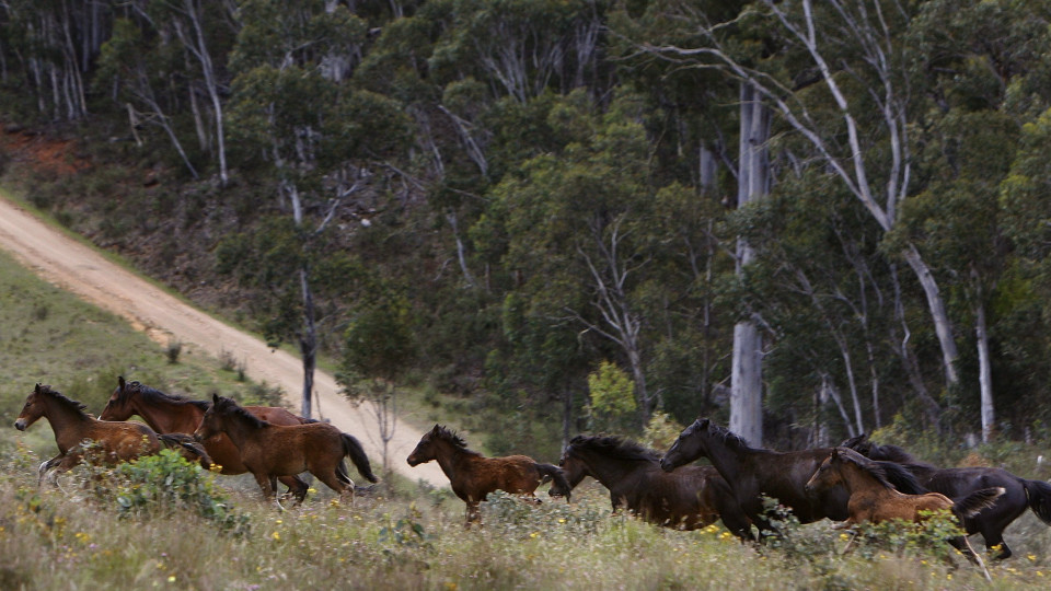 Austrália investiga morte de 500 cavalos. Restos descobertos em quinta