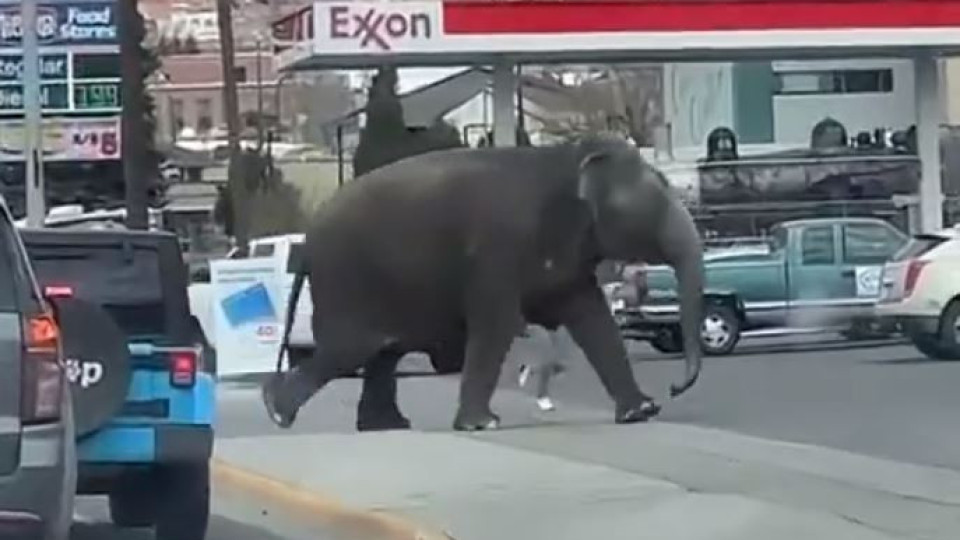 Elefante foge de circo e decide passear por cidade no Montana