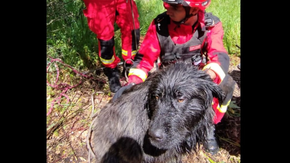 "Gratificante". Bombeiros do Fundão resgatam cão em risco de vida de poço
