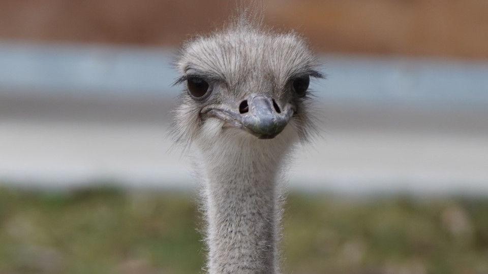 Ostrich dies after swallowing zookeeper's keys at Kansas zoo