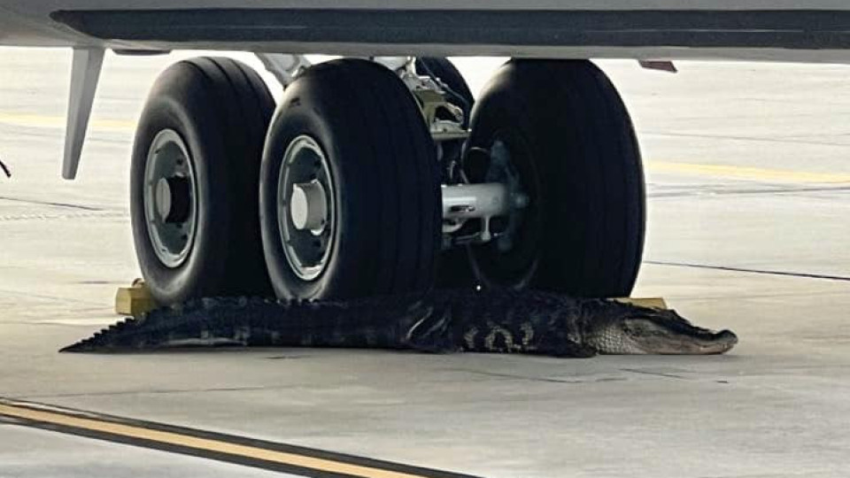 Crocodilo encontrado junto a rodas de avião em base aérea nos EUA