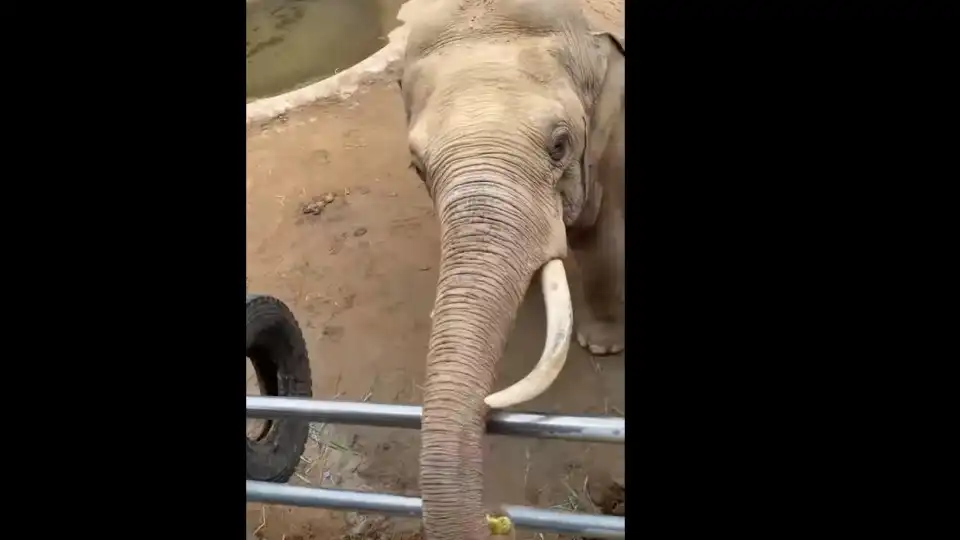 Criança deixa cair sapato para jaula de elefante. Animal devolveu-o