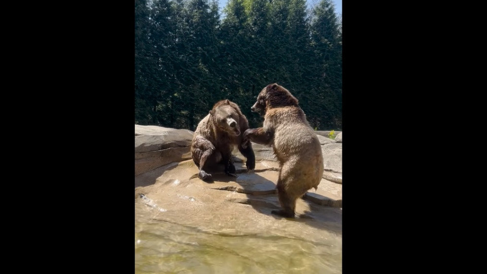 'Favorite day of the year': Two grizzly bears debut US zoo's new pool