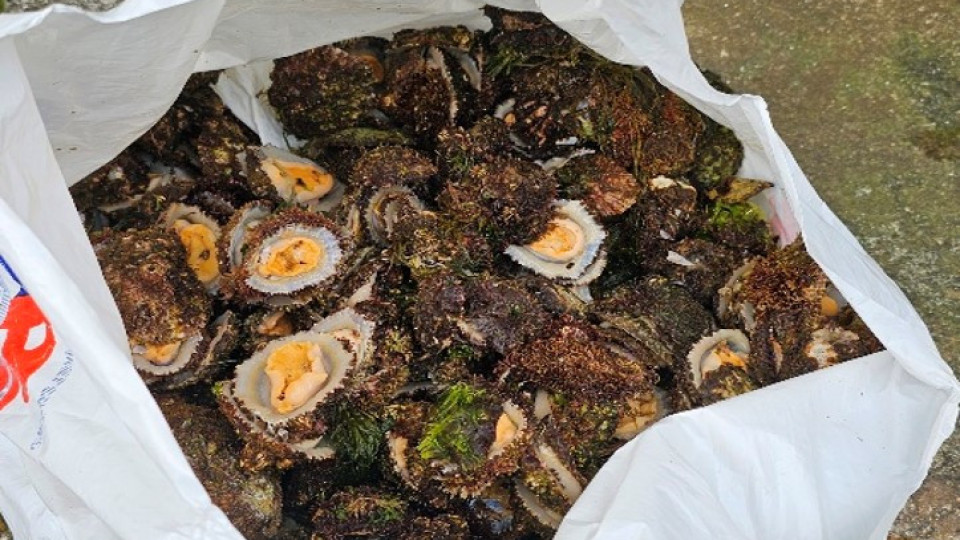 GNR apreende 12,8 kg de lapas nas ilhas açorianas de São Jorge e Terceira