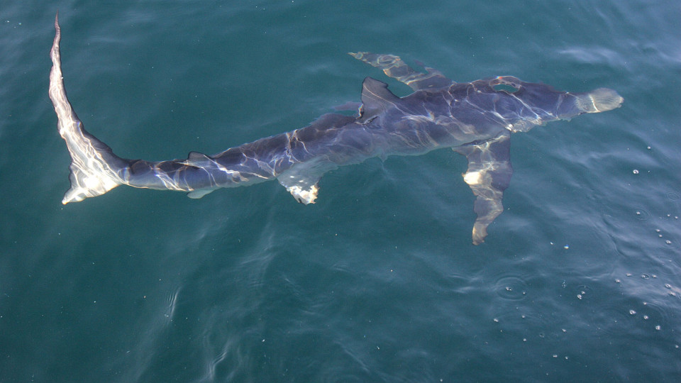 Dois tubarões com 2,5 metros avistados na lagoa de Óbidos