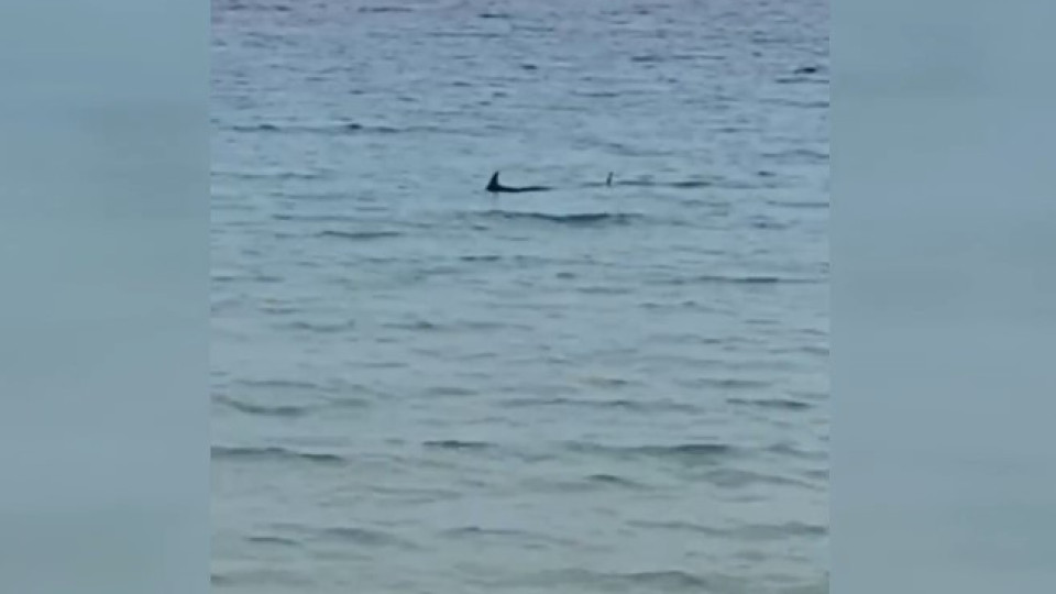 Menorca. Avistamento de tubarão obriga a içar bandeira vermelha em praia