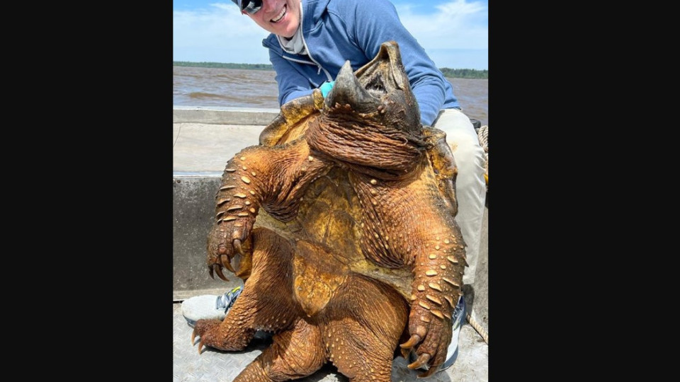 Pesca acidentalmente "tartaruga parecida com dinossauro" de 90kg em lago
