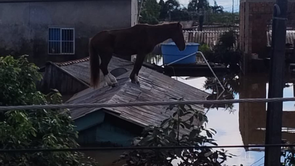 Equipas tentam resgatar cavalo 'Caramelo' no Brasil: "Superou a noite"