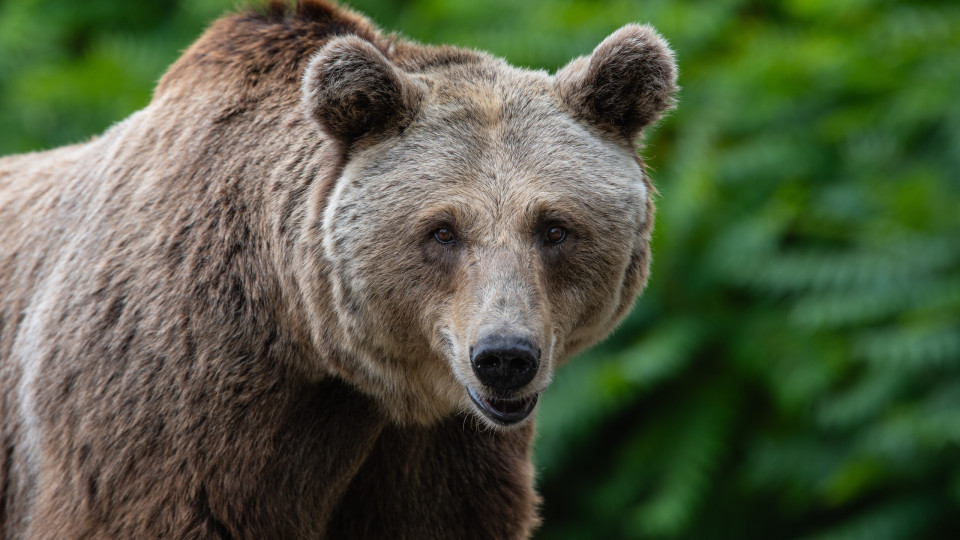 "Parecia ter acordado da hibernação". Urso invade estrada nos EUA