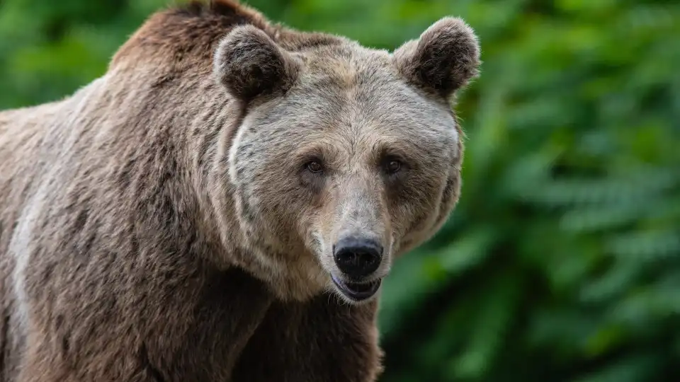 'It looked like it had just woken up from hibernation': Bear ambles across highway in US