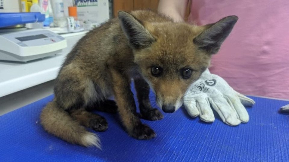 GNR resgata raposa que foi encontrada ferida por popular no Sabugal