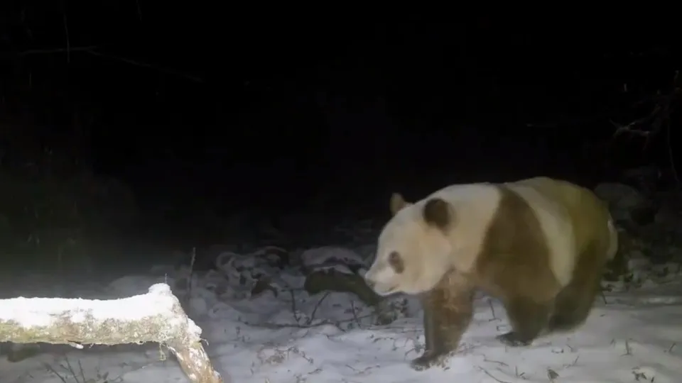 Panda castanho raro avistado na China pela 1.ª vez em 6 anos. Ora veja