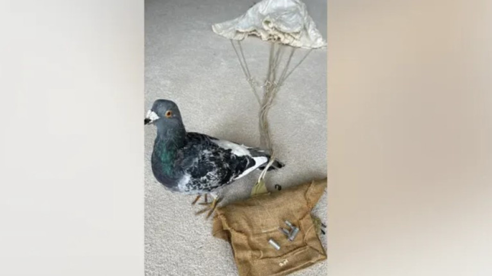 Parachute used by carrier pigeons found after almost 80 years