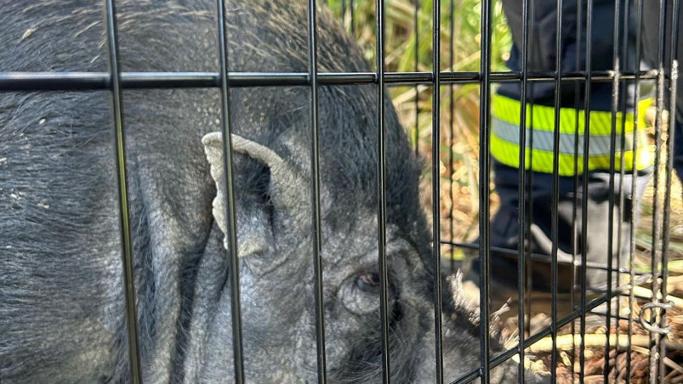 Firefighters rescue "disoriented" and "apathetic" Vietnamese pig in Espinho