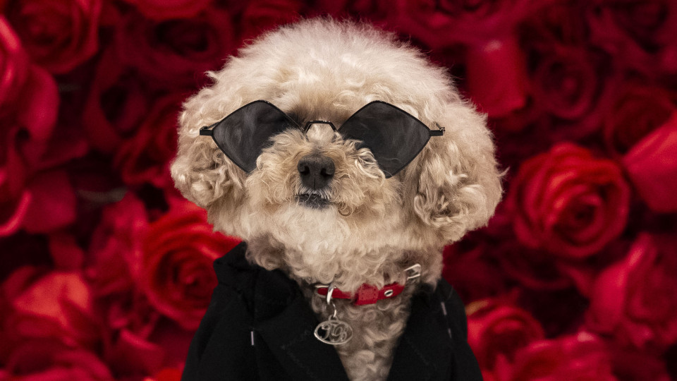 Fashion is also for dogs and the Pet Gala is proof. The images of the event