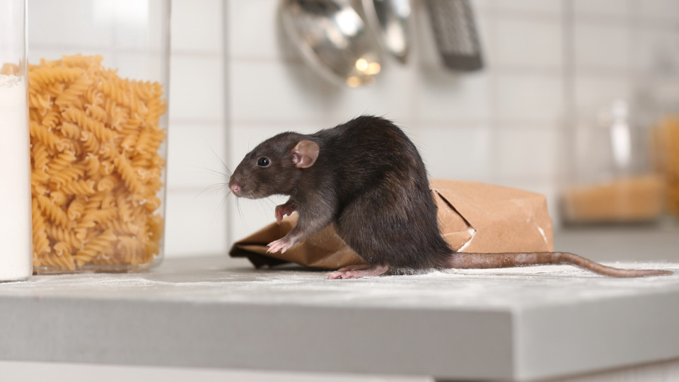 Formas naturais e inofensivas de manter os ratos afastados de sua casa