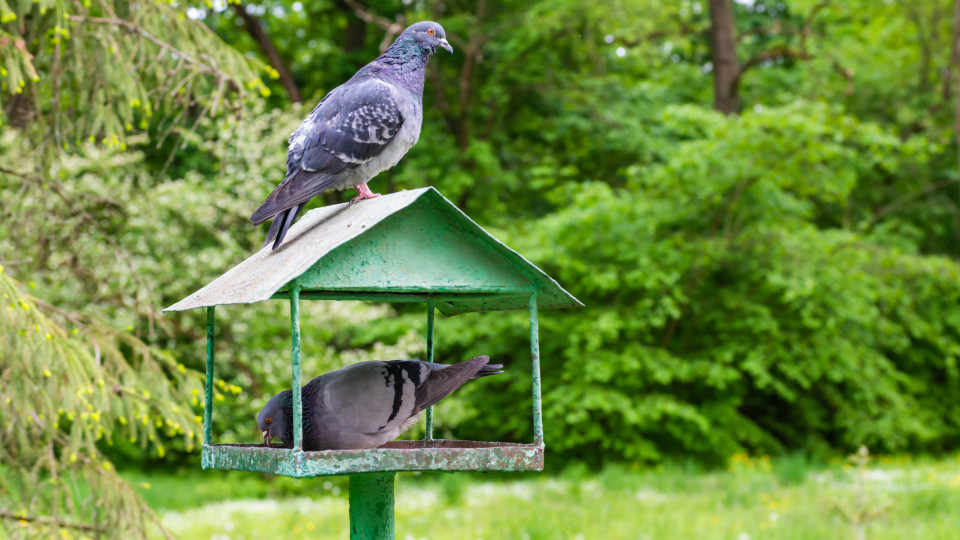 Dicas para manter os pombos longe do seu jardim 