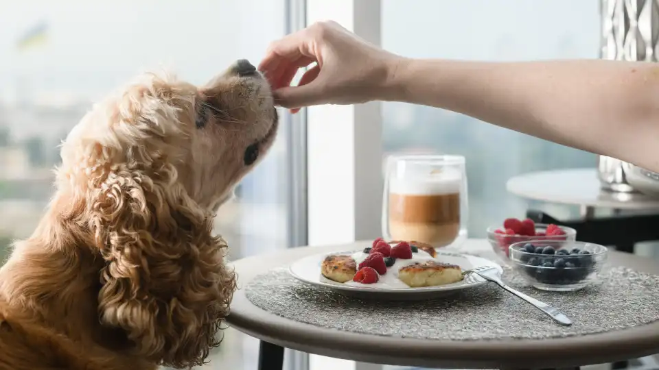 Nove alimentos que pode partilhar com o seu cão