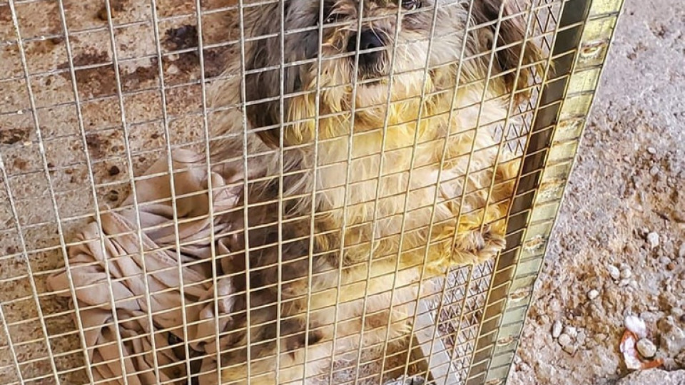 Resgatada cadela que vivia num galinheiro "sem cuidados" na Maia