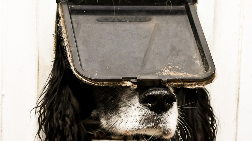 Estes animais têm (mesmo) as fotos mais cómicas do ano. Consegue não rir?