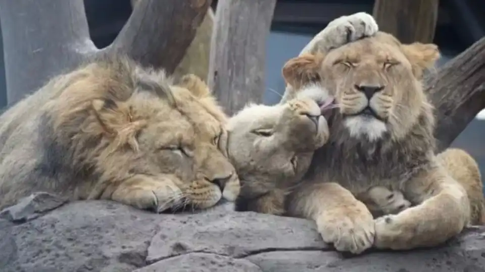 Internet 'chora' morte de leão abatido em Zoo devido a problema médico