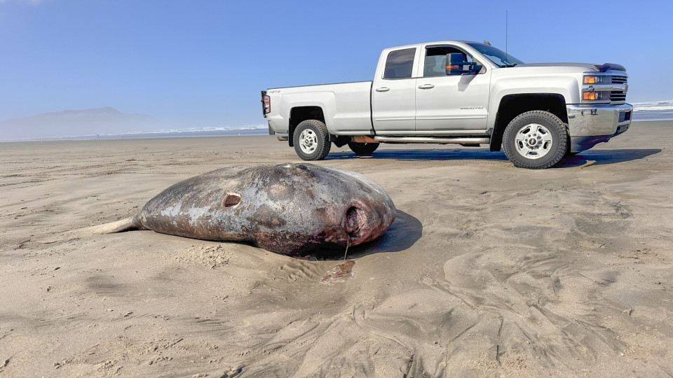 Peixe com mais de dois metros dá à costa em praia nos EUA