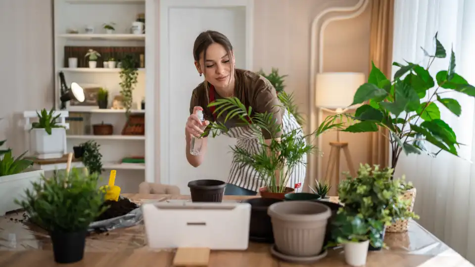 Borras de café no lixo, nem pensar! As suas plantas vão agradecer