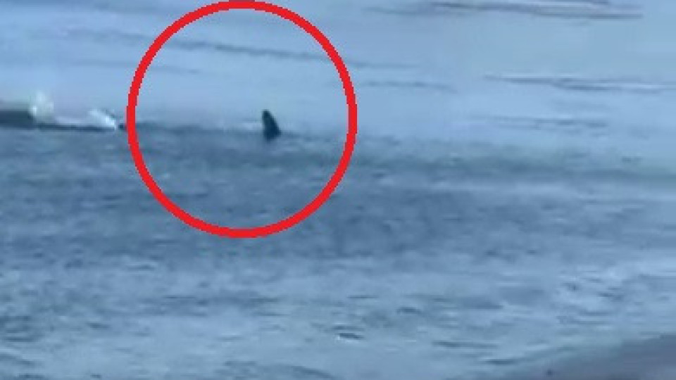 Aterrador! Tubarão filmado a nadar rumo a areal de praia espanhola