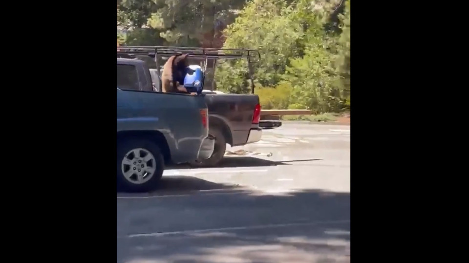 Urso 'invade' carrinha de operários, rouba geleira... e devora o almoço