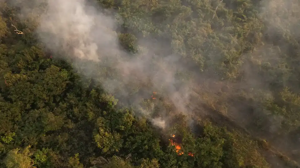 ONG denuncia "destruição química" do Pantanal por produtores de carne