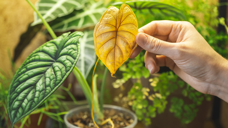 Como salvar uma planta com folhas murchas ou amareladas