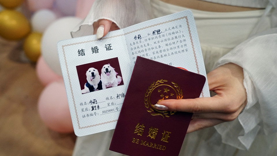 Casamentos de animais aumentam na China. Eis o grande dia de Bree e Bond