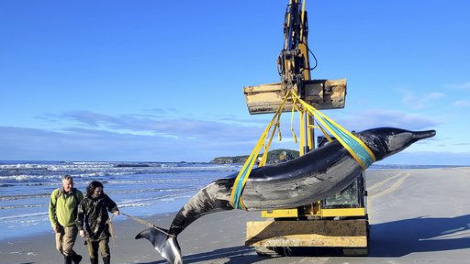 Baleia mais rara do mundo terá dado à costa na Nova Zelândia