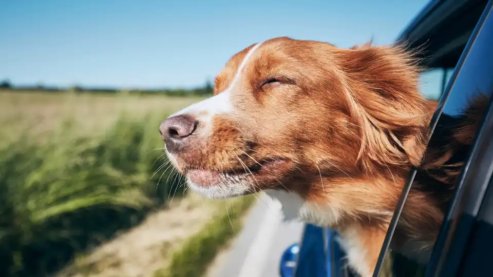 Vai de férias com o seu cão pela 1.ª vez? Eis seis dicas essenciais