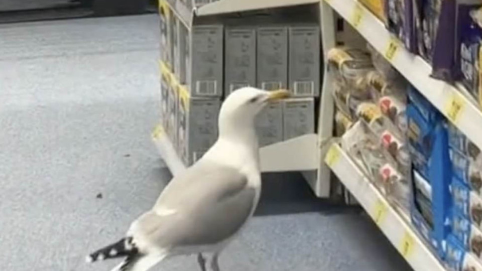 Gaivota "descarada" entra em supermercado para roubar comida