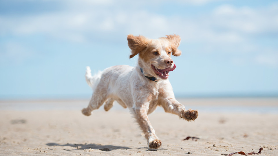 Cães na praia? Sim, mas... Cuidados a ter antes, durante e depois